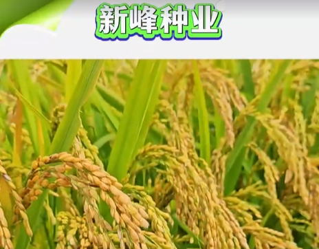 案例視頻-新峰種業